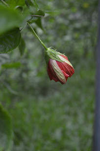 ����ʢ�����ذ��ɣ��