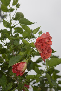 �����ذ��ɣ����