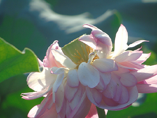 ����ʢ��