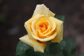 õ���εĻ�ɫ�¼���