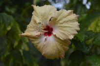 ʢ���ĵ��Ȼ�ɫ��ɣ����