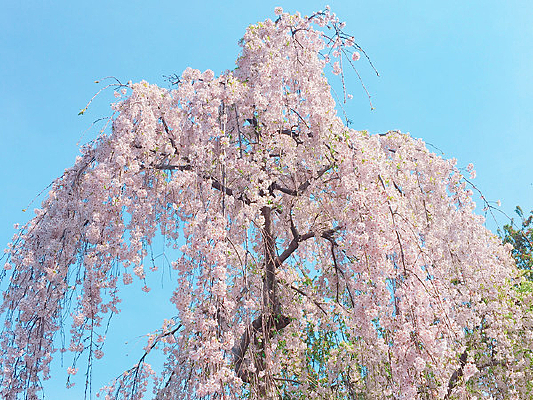 ��԰��ӣ��