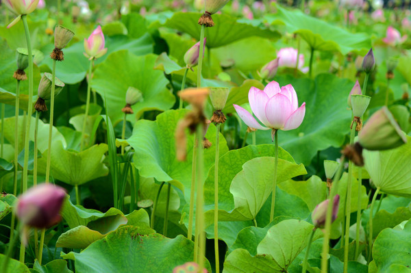 ����ʢ���ĺɻ�