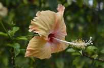 һ�䵭�Ȼ�ɫ��ɣ��