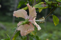 һ�䵭��ɫ��ɣ��