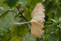 һ�䵭��ɫ��ɣ������