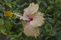 һ�䵭��ɫ��ɣ����Ӱͼ