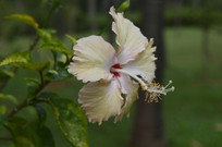 һ�䵭��ɫ��ɣ����д