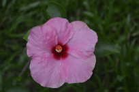 һ��ۺ컨���ɣ