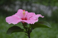 һ��ۺ�ɫ��ɣ��