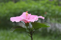 һ���ɫ��ɣ��