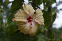 һ��˶��ĵ���ɫ��ɣ��