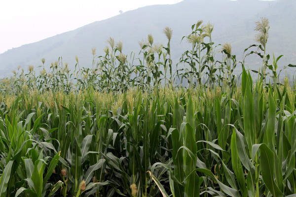 ���׵���ĺ����