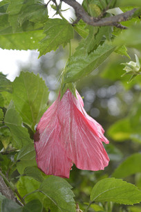 ���ڿ����ĺ��ɣ