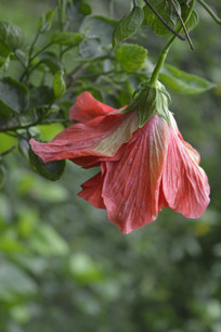 �ذ�����ĵ����Ӱ�ز�ͼ