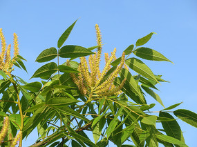 �ж�ֲ�ﻯ����