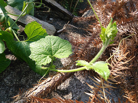 ��������д