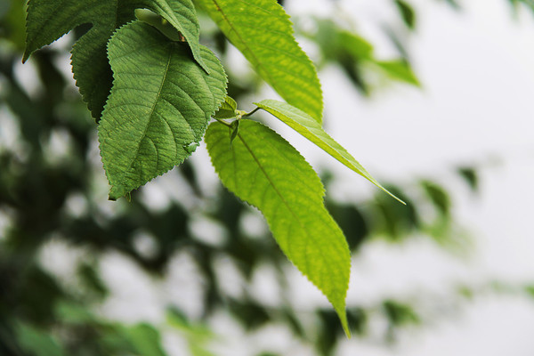 ������Ҷ