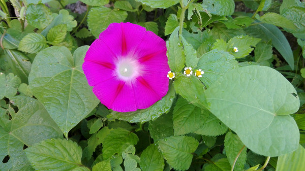 ��Ҷ���е����Ȼ�