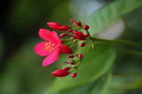 ��Ҷɺ����д