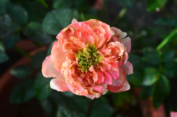 ���õ��¼�������