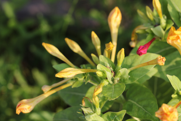 �����Ļ���