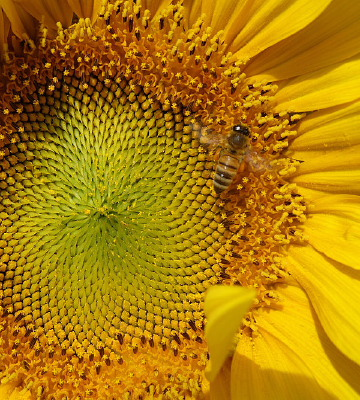 ���տ�����