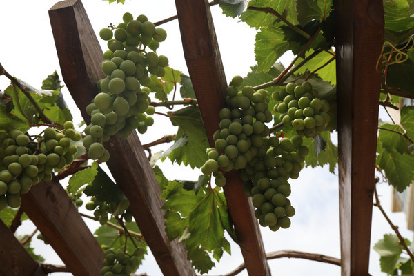 ���Ѽ��ϵ�����