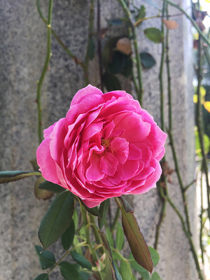 ������֬