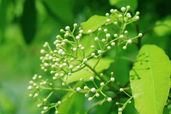 �ķ�ɽֲ��԰���Ƕ���Ӱ