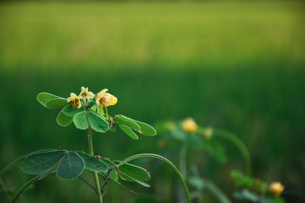 �ļ�����