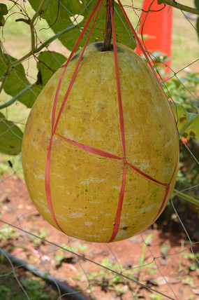 一颗金黄色的南瓜