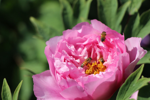 ���۵��۷�