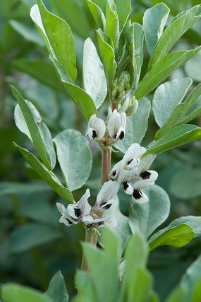 �϶�������֦Ҷ