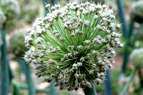 ���Կ��ŵĴ�ͷ