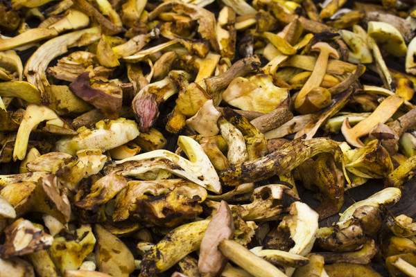 ��ɫҰ���߲�ͼƬ