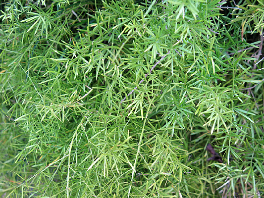 ��ɫ����