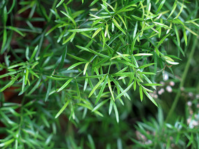 �����͵����Ŷ�֦Ҷ