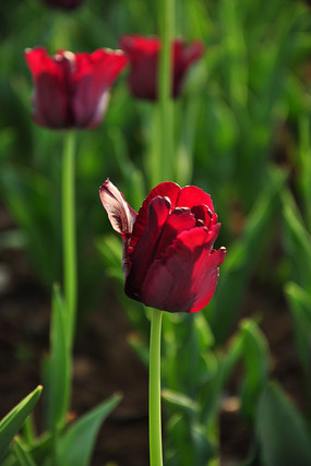 ŭ�ŵ�������