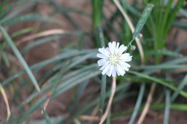 �����С�׻�