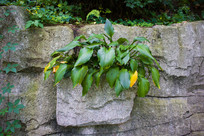 ����ǽ��