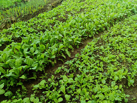 �ײ�����Ҷ