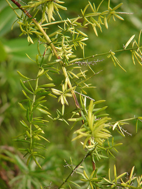 Ұ������Ŷ�