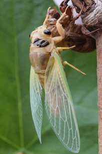 ����ȫ�ѿǵ�֪�˺�