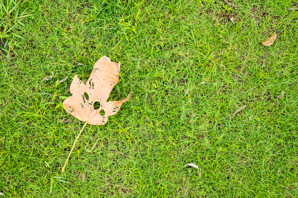 ��ƺ�ϵ���Ҷ 