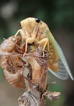 �ɹ��ѿǵ�֪�˺�