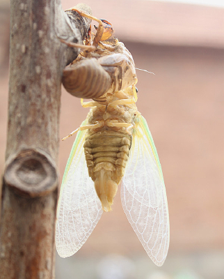 �������ȫ�������