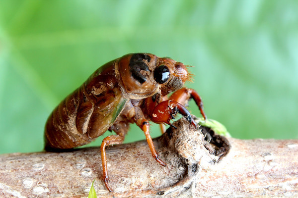 ������֦��֪�˺�