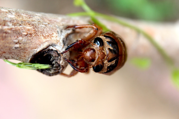 ��ץ��֦��֪�˺�