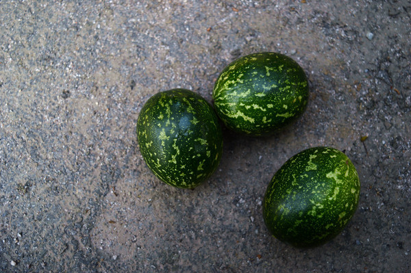 ��ɫ���ߵ�Ұ��